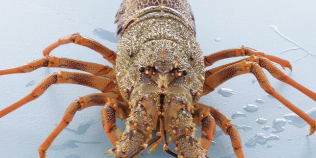 Kiwi lobster are sought after in Asia's biggest economy.