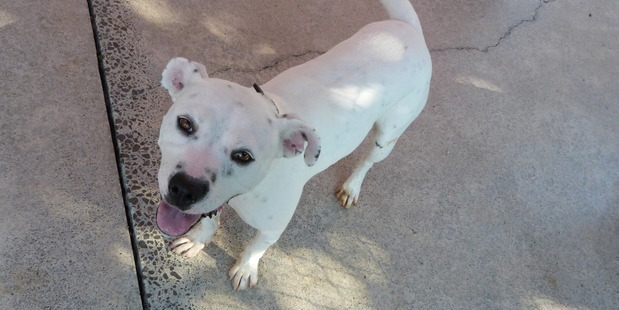 April is a boisterous, lively and friendly American bulldog cross.