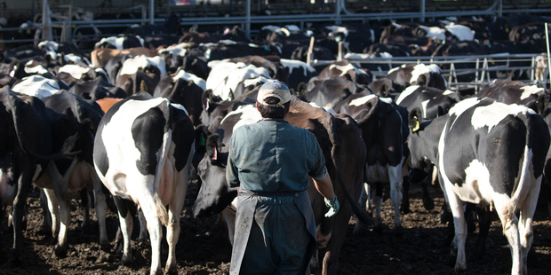 The institute, in launching "Farming Directorships" a due diligence guide. Photo / Getty Images