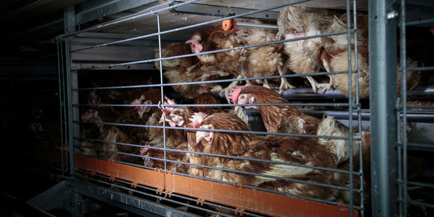 Colony cages are being phased in as a "humane" alternative to standard battery cages. Photo / Supplied