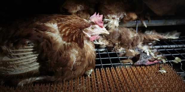 The footage shows severely de-feathered hens. Photo / Supplied