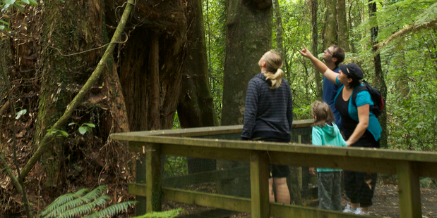 A nature sanctuary in Maungatautari.