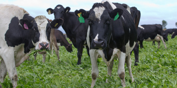The GlobalDairyTrade price index has only managed to post one small gain - 1.4 per cent on March 2 - so far this year while all other sales have registered declines. Photo / Mark Mitchell