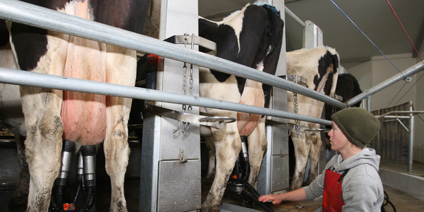 Dairy prices are expected to hover around current levels before edging up later in the year. Photo / David Kerr