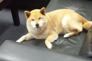 Goldie, a Shiba Inu, died on Friday, her birthday, after falling ill and rapidly deteriorating.