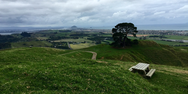 The views from the summit reach all the way to Mauao. The pine tree on the pa site in this photo is destined for removal. Photos/Rosie Dawson-Hewes