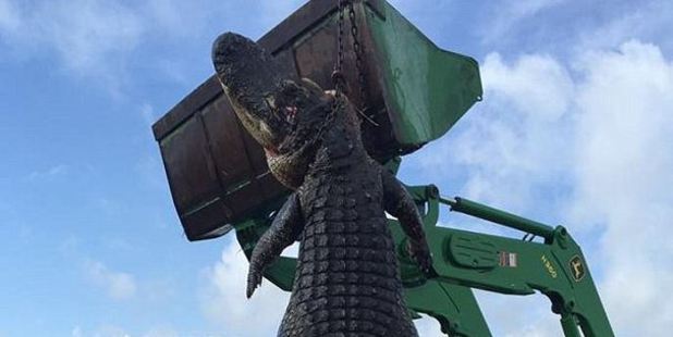 The creature was fatally shot after terrorising cattle on a farm. Photo: Outwest Farms, Inc/Facebook