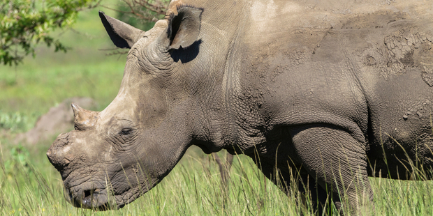 The auction house hopes that it generates constructive debate about illegal poaching trade. Photo / iStock
