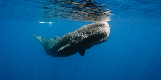 An international team of scientists found a sperm whale could most likely use its massive noggin as a battering ram to down a whaling ship five times its size. Photo / iStock