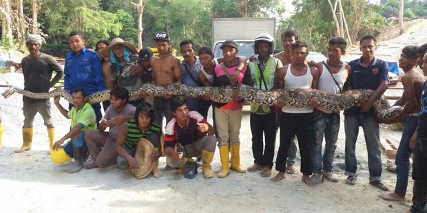 The world's longest snake caught on the Malaysian island of Penang. Photo / Herme Herisyam, Malaysia Civil Defence Force