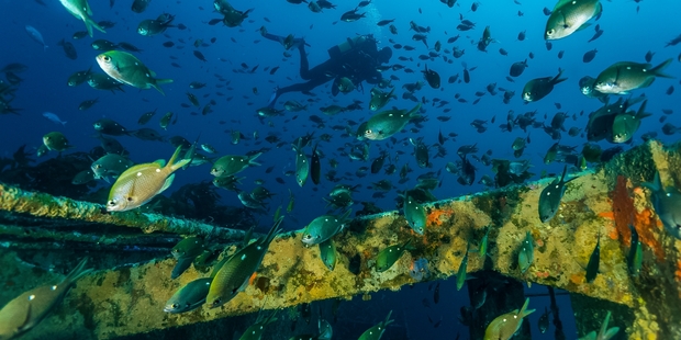 Richard Joyes explores the Rena wreck after the exclusion zone around the reef was amended last week. Photo/Ian Sherwood