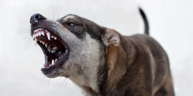 It is a pity these precautions are necessary for an animal that otherwise makes the best of pets. Photo / Getty Images