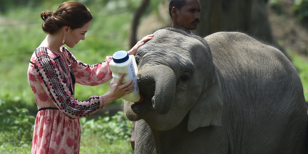Catherine, Duchess of Cambridge feeds a baby elephant during a visit to the Centre for Wildlife Rehabilitation and Conservation at Kaziranga National Park. Photo / Getty
