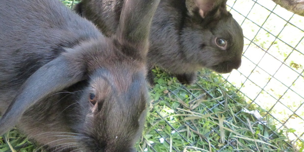 Lily and Misty are stray rabbits looking for a permanent home together.