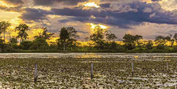 The Patanal is the world's biggest wetlands area. Photo / 123RF