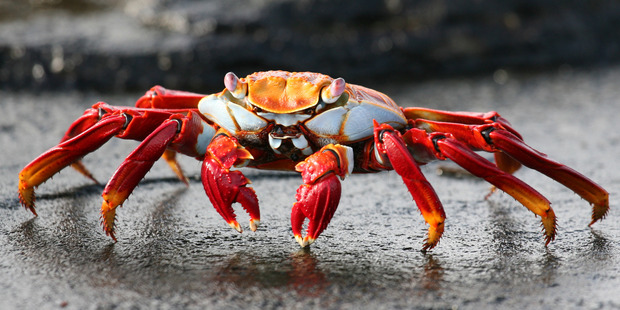 A Sally Lightfoot crab.