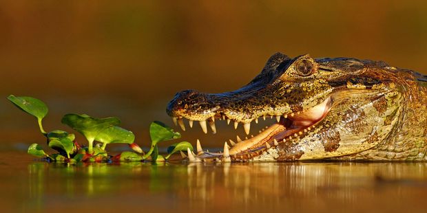 A caiman waits for his chance for a feed. Photo / 123RF