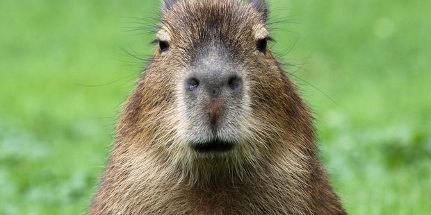 You'll see wildlife such as capybara. Photo / 123RF