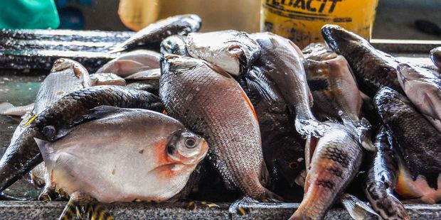 Piranhas are plentiful in the rivers of South America. Photo / 123RF