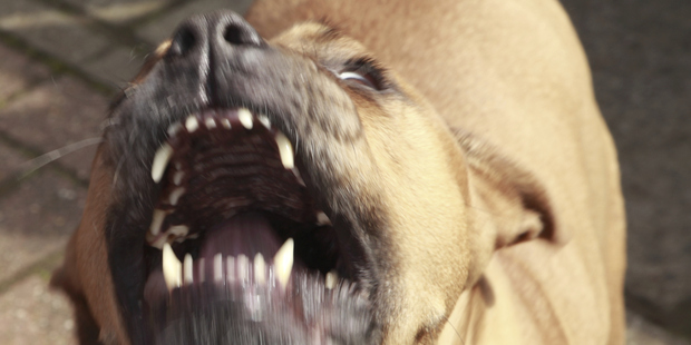 A 16-year-old was mauled by a dog in Tokoroa yesterday afternoon, leaving him with wounds to his ankles, legs and arms. Photo / Getty Images