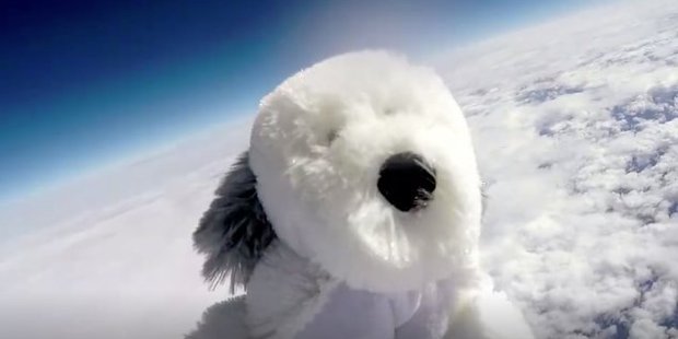 Pupils at a school in Lancashire have sent a cuddly toy dog 24km into the atmosphere as part of a science project. Photo / Supplied