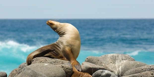 Basking sea lions.