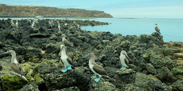 Grunts, or blue-footed boobys.