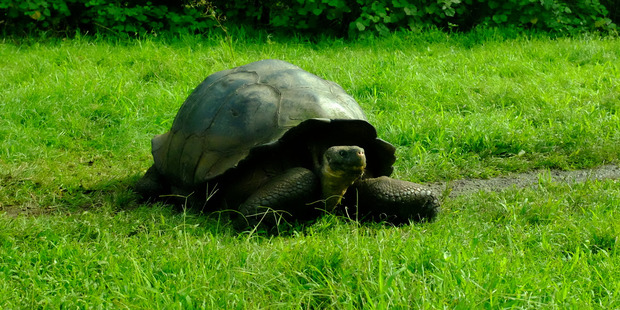 Giant tortoises are among the incredible wildlife of the Galapagos.
