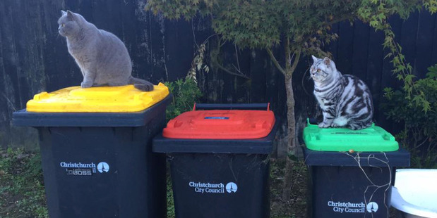 "My cats like to guess what bin week it is," writes Beck. "But they got it wrong this week because it's RED and green. Idiots." Photo / Supplied