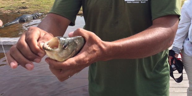 Piranha are smaller fish than you'd expect. Photo / Nicholas Jones