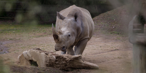 Auctioneer Andrew Grigg fears that the trade of rhino horns may be pushed underground. Photo / David Kerr