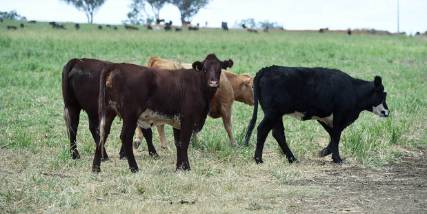 Australia's farmers and food producers face backlash at home against Chinese investment. Photo / Bloomberg