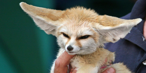 Fennec foxes have become the preferred pet alternative to red foxes because of their small size. Photo / Creative Commons