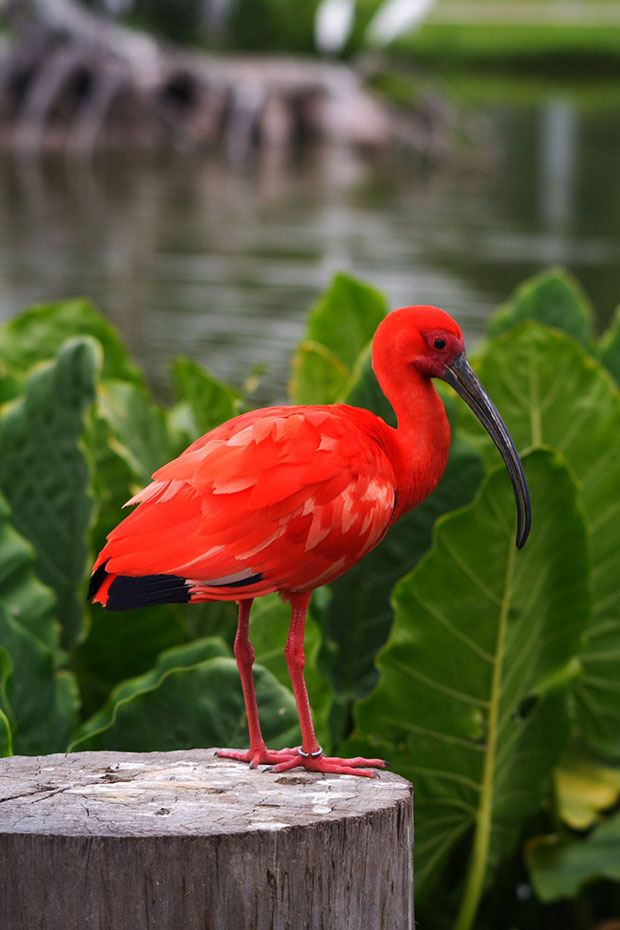 A Scarlet Ibis. Photo / 123RF
