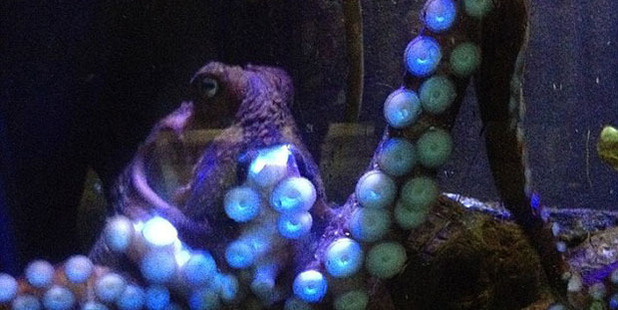 Inky's escape from its tank at National Aquarium of New Zealand in Napier has made headlines around the world.