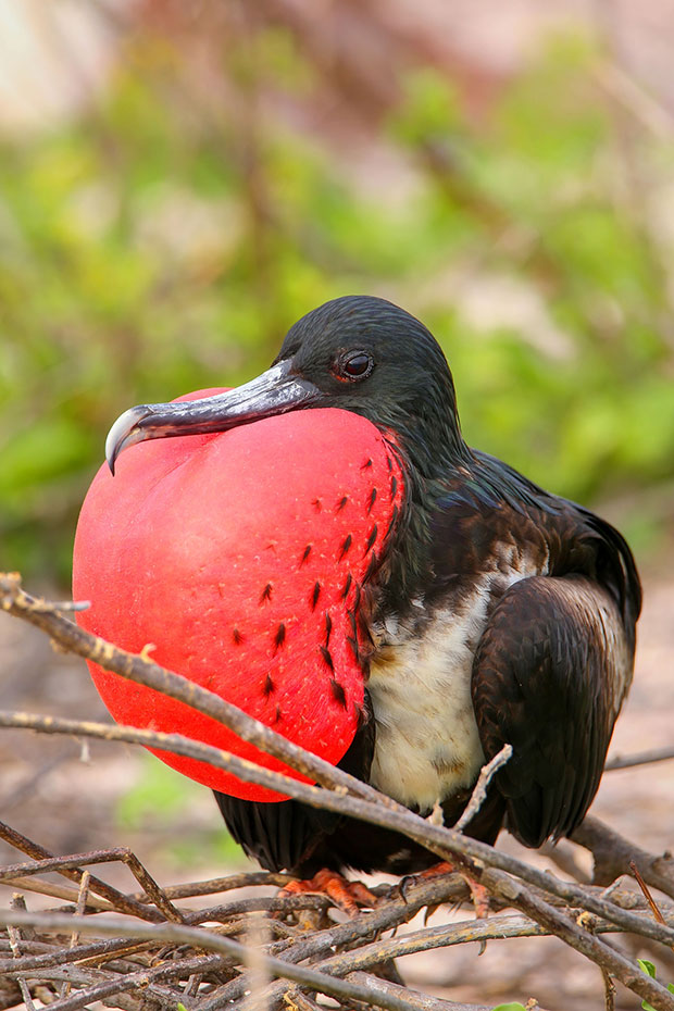 A frigatebird.