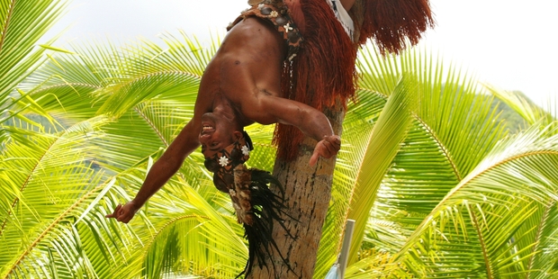 Captain Awesome shows off his coconut palm climbing skills. Photo / Cook Islands Tourism