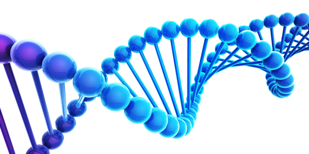 Study findings have been used to investigate child health, ageing, infertility and the genetic basis for antisocial behaviour. Photo / iStock