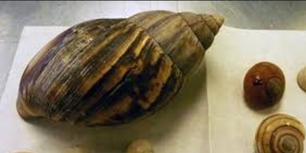 Bio-security officials have stopped a giant snail and its offspring from sliming a path of destruction through New Zealand. Photo / Primary Industries Twitter
