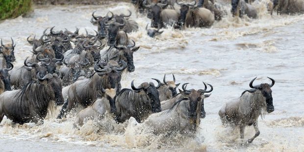 Wildebeest migration. Photo / 123RF