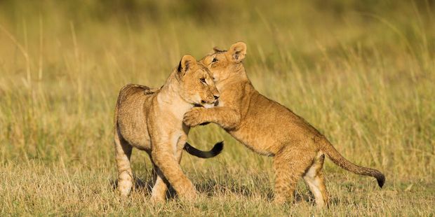 Lion cubs play on the Masai Mara. Photo / 123RF