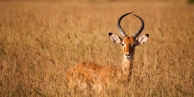An impala hides in the grass. Photo / 123RF