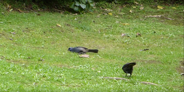 First attempt: Fail! The kokako bird falls down for the first time. Photo: Wesley Webb/ YouTube