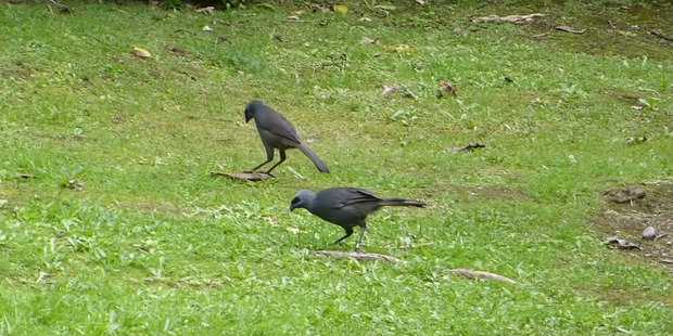 Third time lucky: Whoo hoo kokako finds its balance. Photo: Wesley Webb/ YouTube