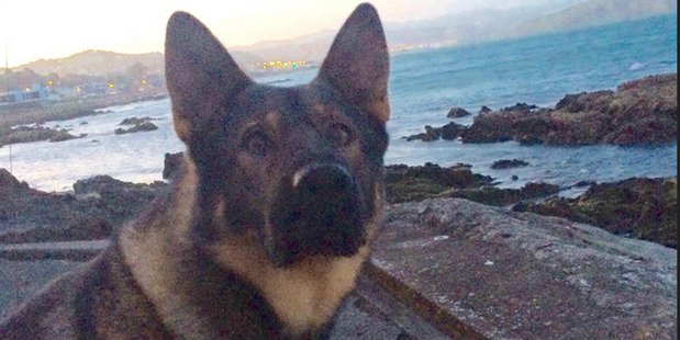 Wellington police dog Gazza. Photo / Supplied