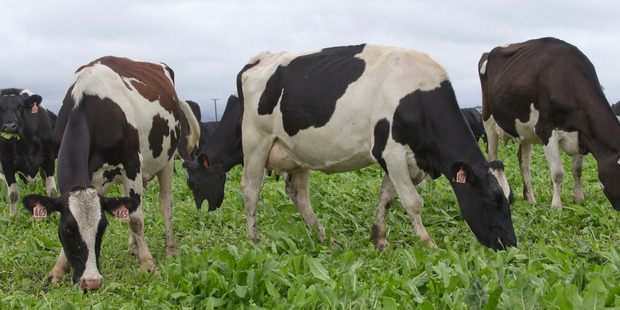Dairy farms fell to $33,897 per hectare for the three months to March. Photo / Mark Mitchell