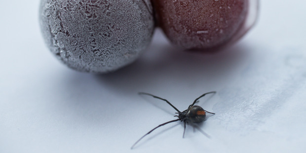 Debbie Bellingham found a redback spider in a bag of Australian grapes she purchased from a Countdown store. Photo / Supplied