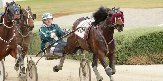 Speeding Spur has good to very good gate speed. Photo / Harness Racing Victoria