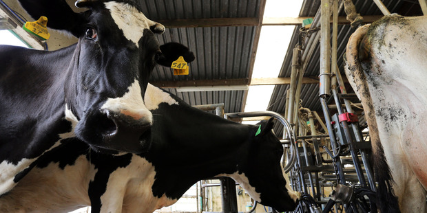 While milk powder prices shot up by 7.5 per cent to US$2156 a tonne. Photo / John Stone