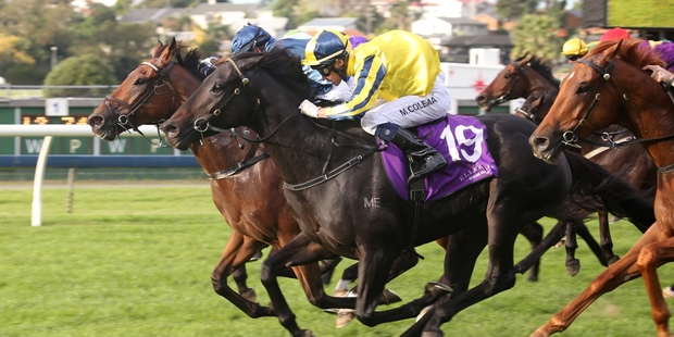 Sound Proposition gets up to win the Manco Easter Stakes. Photo / Trish Dunell